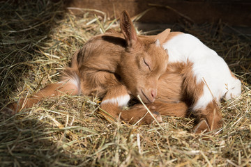 brow white baby goat, lamb, laying on hay in sun