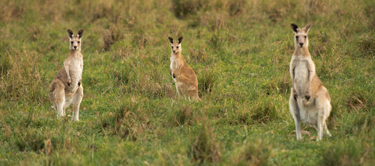 Kangaroos in the countryside