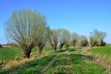 piękny wiosenny krajobraz, drzewa © VinyLove Foto