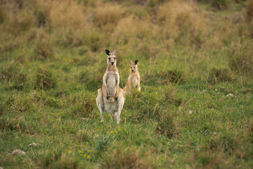 Kangaroos in the countryside