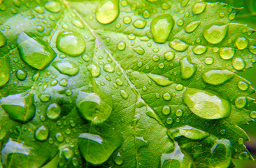 Leaf after the rain. Drops. Texture. Background. - Powered by Adobe