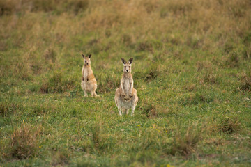 Kangaroos in the countryside