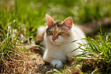 Norwegian forest cat in the grass