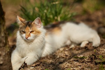 Norwegian forest cat in the grass