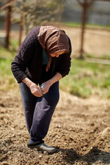 Old woman farmer planting seeds