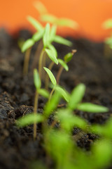 Tomato seedling in peat tray