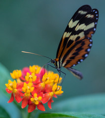 Red cracker butterfly om yellow orange flower, against blue green background