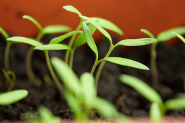 Tomato seedling in peat tray