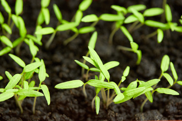 Tomato seedling in peat tray