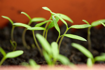 Tomato seedling in peat tray