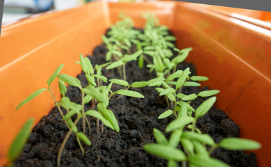 Tomato seedlings in a tray