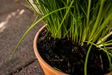 Schnittlauch auf Balkon