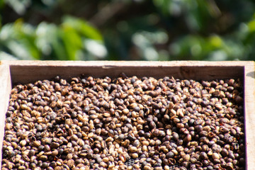 Coffee beans background.Brown roasted coffee beans pattern in coffee shop prepared for making cappuccino or latte hot drink.