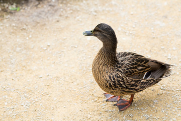 mallard, female duck, standing on n pebbles path