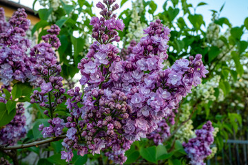 branch of lilac