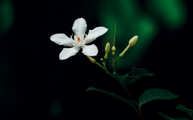 Flower against the background of summer nature