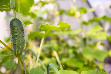 Cucumbers in the greenhouse. Cultivation of cucumbers in agriculture. Gardening.