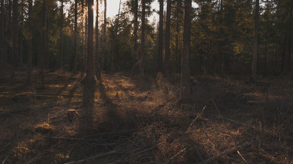  Summer forest in Finland.
