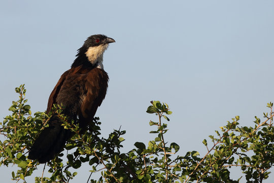 Tiputip / Burchell's Coucal / Centropus superciliosus.