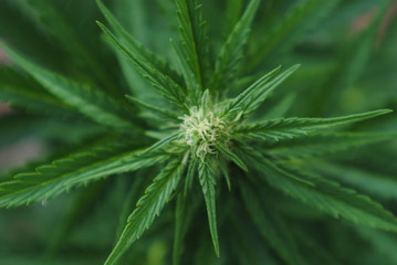 closeup of green cannabis leaf