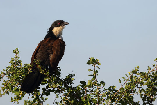 Tiputip / Burchell's Coucal / Centropus superciliosus.