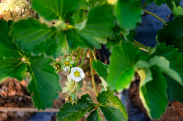 strawberry blossoming