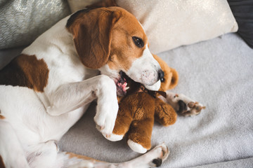 Cute Beagle dog on sofa with teddy bear on sofa.