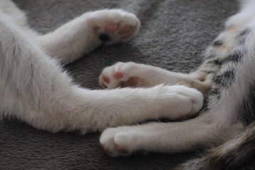 Paws of two sleeping cats