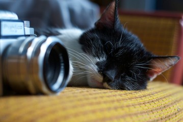 cat on a sofa with camera