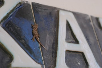 A lizard on a sign