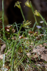 The wild iris (Iris tuberosa) with yellow flowers grows in its natural habitat.