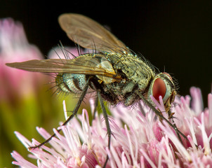 Fly macro phography posing and showing her wings