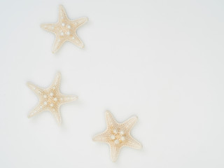 Fototapeta na wymiar Starfish on a white background