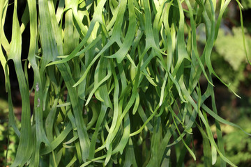Fresh green leaves hanging down and light of the sun in the morning shines in the tropical forests giving relaxing.