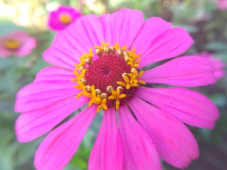 Obraz premium Close up nature of pink flower in garden at summer.Natural pink flower using as a background or wallpaper