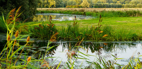 brown reed on shore, National park Biesbosch, Dordrecht, The Netherlands