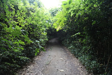 Obraz premium 神が森