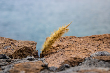 Cat tail grass (pennisetum setaceum) between the rocks, Tenerife, Canary Islands, Spain - Image