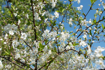 Branches of a blossoming apple tree in spring time against the background of blue sky.