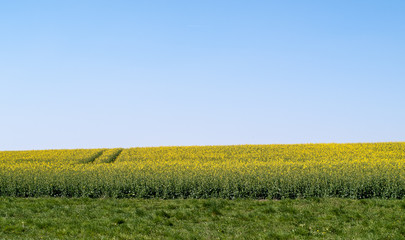 Blühendes Rapsfeld unter blauem Himmel