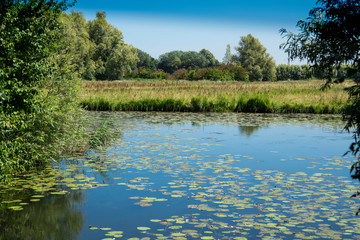 water landscape in  National Park Merwelanden, Dordrecht, The Netherlands