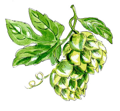 Hops cones with green leaves