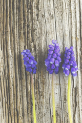 Violette Traubenhyazinthen auf einem rustikalen Holz-Hintergrund.