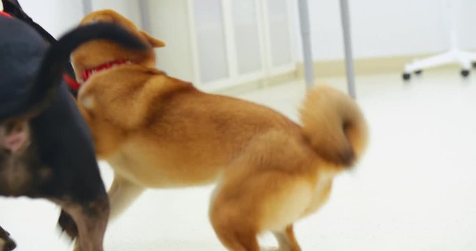 Bull terrier and shiba inu happily playing
