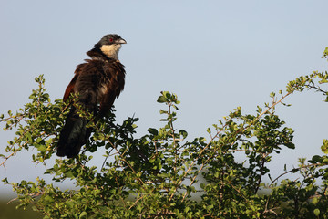 Tiputip / Burchell's Coucal / Centropus superciliosus.