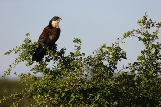 Tiputip / Burchell's Coucal / Centropus superciliosus.