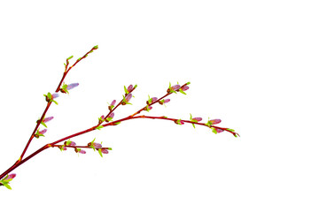 spring flowers willow