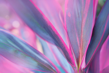 Nature background of purple leaf in the garden during summer day with sunlight and blurred bokeh background.