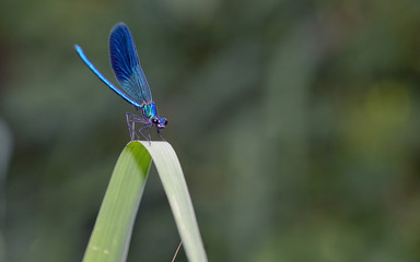 dragonfly in forest (coleopteres splendens)