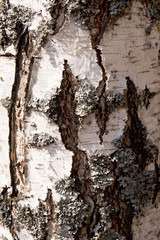 Bark of a tree macro. Close Up Bark of a deciduous tree